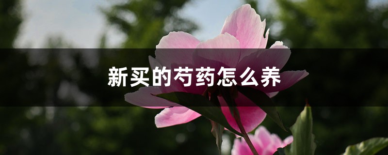 新买的芍药怎么养