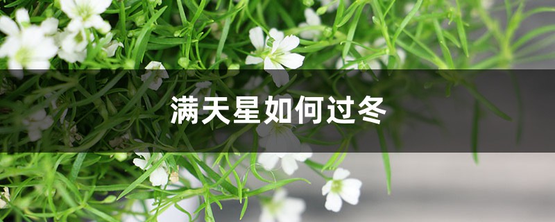 满天星如何过冬，如何保存