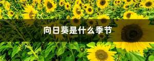 向日葵是什么季节，向日葵怎么种植