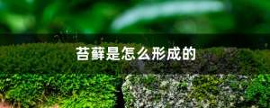 苔藓是怎么形成的，怎么让花盆里长苔藓