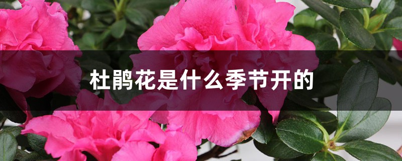 杜鹃花是什么季节开的，杜鹃花图片