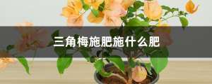 三角梅施肥施什么肥，施肥是直接埋土壤里面吗