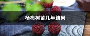 杨梅树苗几年结果