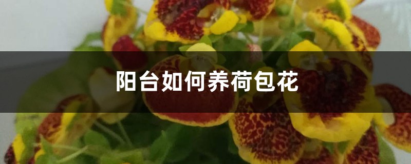 阳台如何养荷包花，需要注意什么