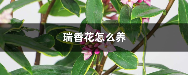 瑞香花怎么养，家庭养法