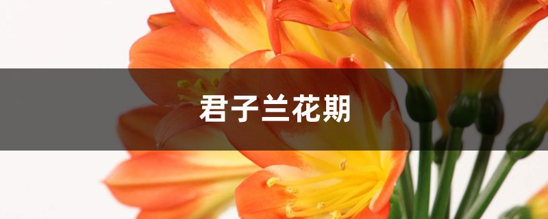 君子兰花期，君子兰开花图片