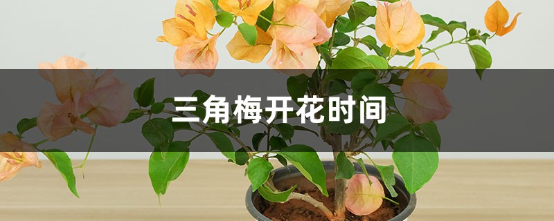 三角梅开花时间，开花后怎样养护