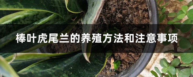 棒叶虎尾兰的养殖方法和注意事项