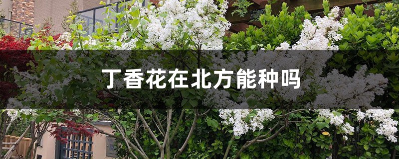 丁香花在北方能种吗，丁香花可以在室内养吗