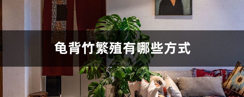 龟背竹繁殖有哪些方式，家中可以繁殖吗