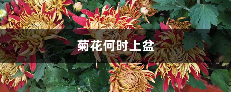 菊花何时上盆，怎么顺利上盆