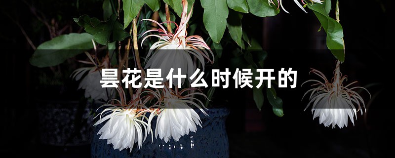 昙花是什么时候开的，怎么养才能开花