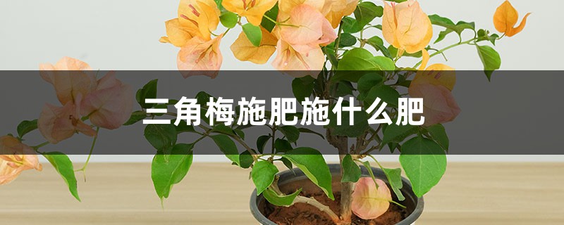 三角梅施肥施什么肥，施肥是直接埋土壤里面吗