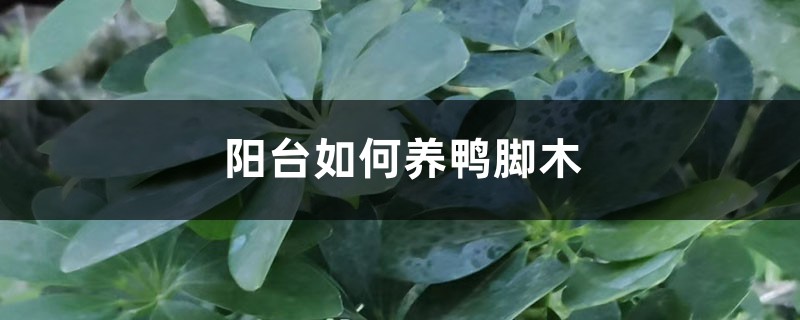 阳台如何养鸭脚木，需要注意什么