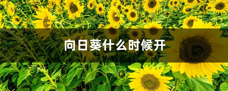 向日葵花期，向日葵什么季节