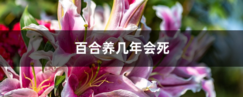 百合养几年会死，百合花谢后会死吗