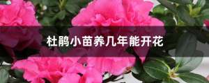 杜鹃小苗养几年能开花，小苗价格