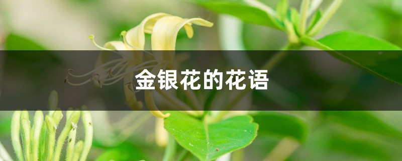 金银花的花语，有什么传说故事