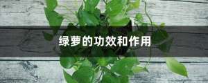 绿萝的功效和作用，家里养绿萝有毒吗