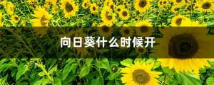 向日葵花期，向日葵什么季节