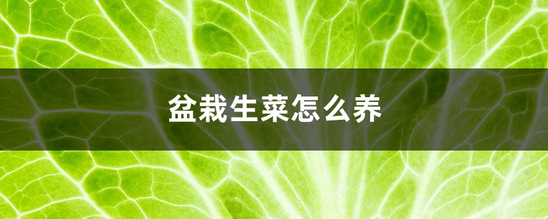 盆栽生菜怎么养，生菜浇水讲究