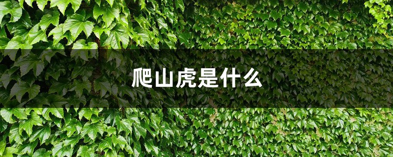 爬山虎是什么，爬山虎的样子