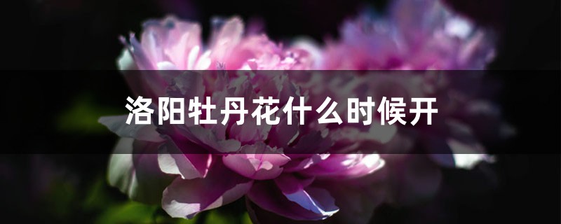 洛阳牡丹花什么时候开