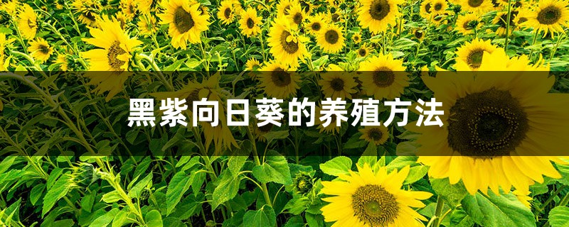 黑紫向日葵的养殖方法