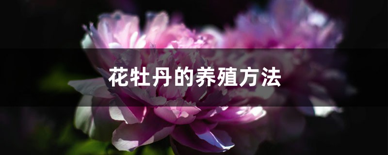 花牡丹的养殖方法和注意事项