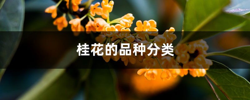 桂花的品种分类，桂花的品种分类及区别