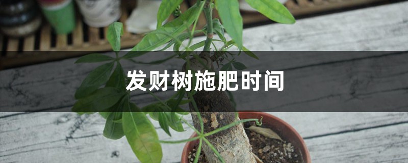 发财树施肥时间，施肥过多怎么办