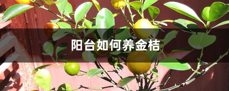 阳台如何养金桔，需要注意什么