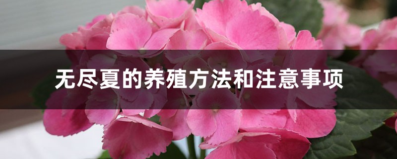 无尽夏的养殖方法和注意事项