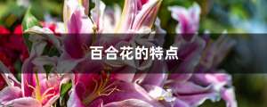 百合花的特点，百合花图片大全