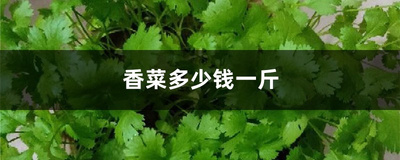 香菜多少钱一斤（价格介绍）