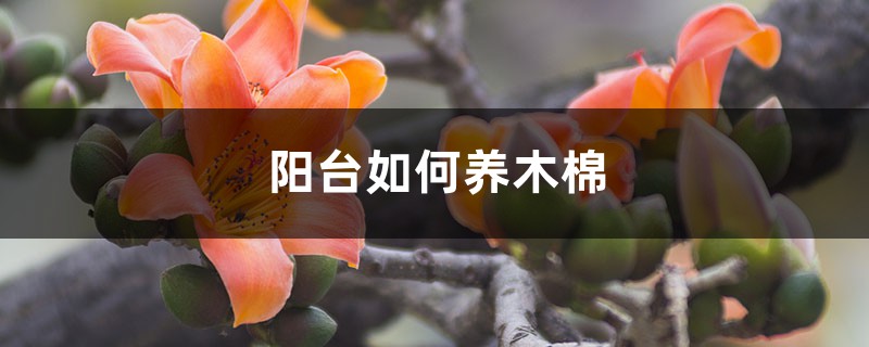 阳台如何养木棉，需要注意什么