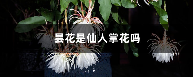 昙花是仙人掌花吗，怎么修剪