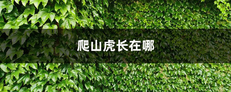 爬山虎长在哪，可以在北方过冬吗