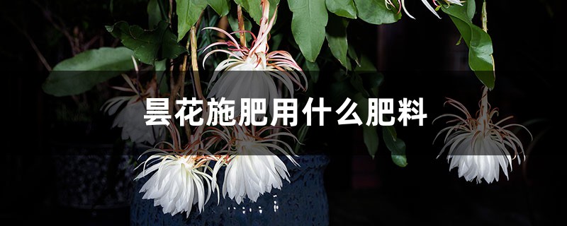 昙花施肥用什么肥料，长花蕾的时候可以施肥吗