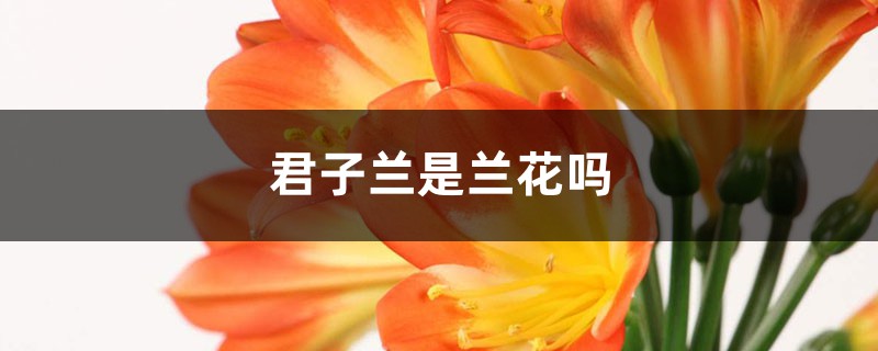 君子兰是兰花吗