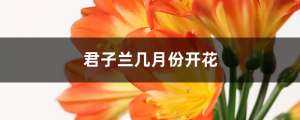 君子兰几月份开花，养几年能开花