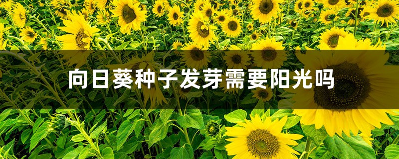 向日葵种子发芽需要阳光吗