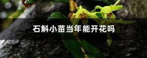 石斛小苗当年能开花吗，长得慢怎么办