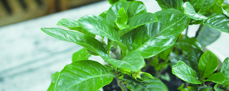 水仙花和栀子花区别