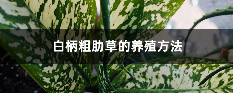 白柄粗肋草的养殖方法和注意事项