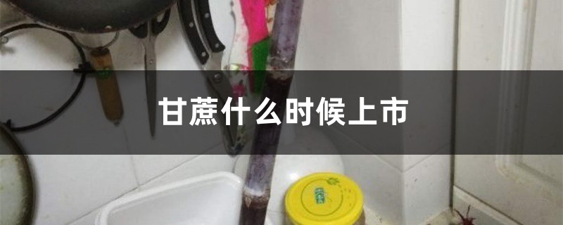 甘蔗什么时候上市，多少钱一斤