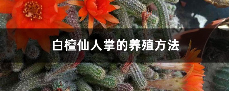 白檀仙人掌的养殖方法和注意事项