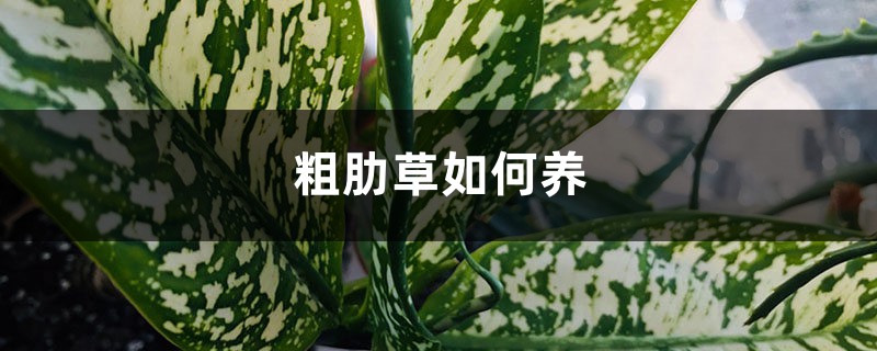 粗肋草如何养