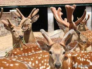 养殖20头梅花鹿，大概一年挣多少钱?