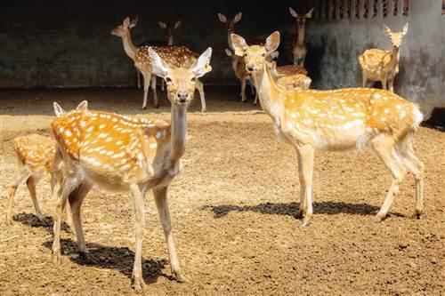 梅花鹿好养吗?梅花鹿养殖场地建设和饲养管理